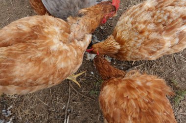 Ekmek yiyen tavuklar, tavuklar için somun ekmek, tavuk yemi