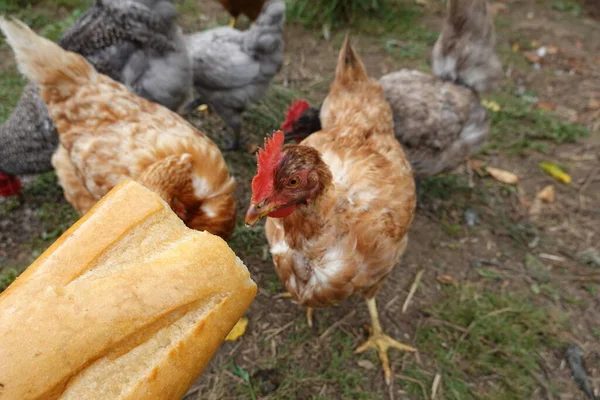 Kippen Die Brood Eten Brood Voor Kippen Kippenvoer — Stockfoto