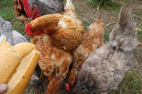 Chickens Eating Bread Loaf Bread Chickens Chicken Feed — Stock Photo, Image