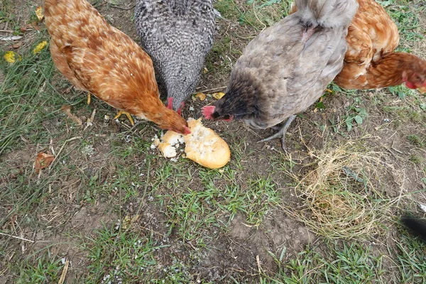 Kycklingar Som Äter Bröd Brödlimpa För Kycklingar Kycklingfoder — Stockfoto