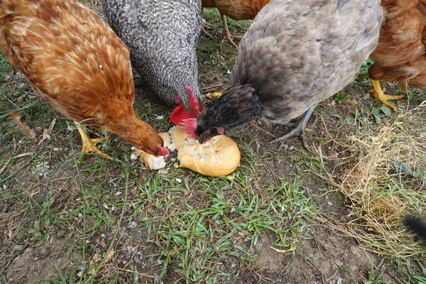 Pollos Comiendo Pan Pan Para Pollos Alimento Para Pollos —  Fotos de Stock