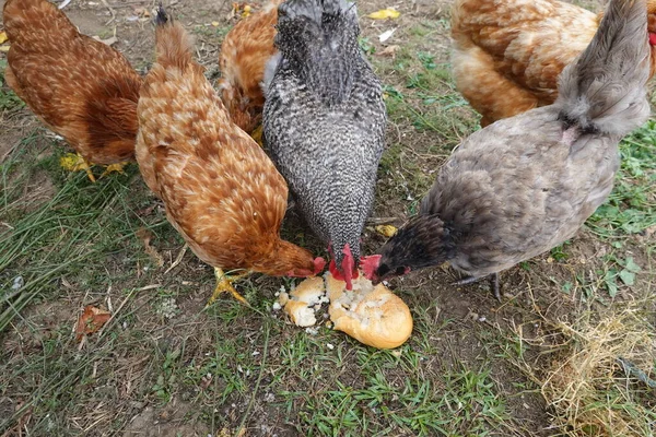 Kycklingar Som Äter Bröd Brödlimpa För Kycklingar Kycklingfoder — Stockfoto