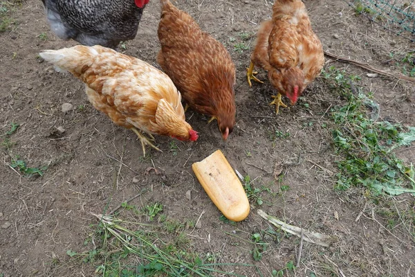 Κοτόπουλα Που Τρώνε Ψωμί Καρβέλι Ψωμί Για Κοτόπουλα Ζωοτροφές Κοτόπουλου — Φωτογραφία Αρχείου