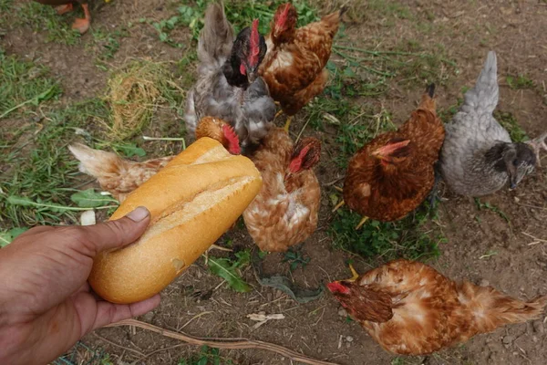 Kippen Die Brood Eten Brood Voor Kippen Kippenvoer — Stockfoto