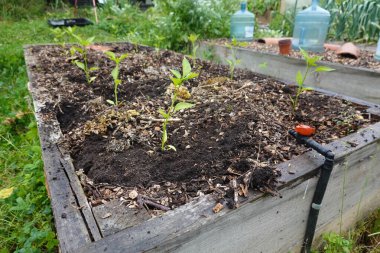 Kaldırılmış yataklarda biber yetiştir. Arka bahçeye biber ekin. Sebze bahçesinde biber bitkisi