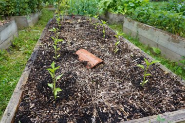 Kaldırılmış yataklarda biber yetiştir. Arka bahçeye biber ekin. Sebze bahçesinde biber bitkisi