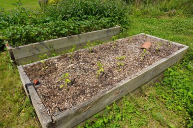 Kaldırılmış yataklarda biber yetiştir. Arka bahçeye biber ekin. Sebze bahçesinde biber bitkisi