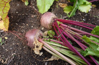 Taze kırmızı pancarları kapatın.