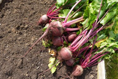 Taze organik kırmızı pancar