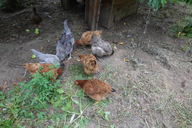 Tavuklar yumurta yer, tavukların yumurta yemesini nasıl engellerler, tavuk kümesinde yumurta.