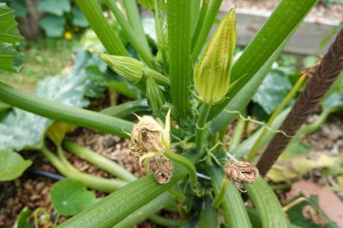 Bahçe bahçesinde kabak yetiştirmek, kabak, kabak çiçeği ve kabak meyvesi yetiştirmek.