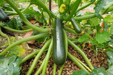 Bahçe bahçesinde kabak yetiştirmek, kabak, kabak çiçeği ve kabak meyvesi yetiştirmek.