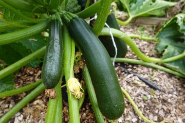 Bahçe bahçesinde kabak yetiştirmek, kabak, kabak çiçeği ve kabak meyvesi yetiştirmek.