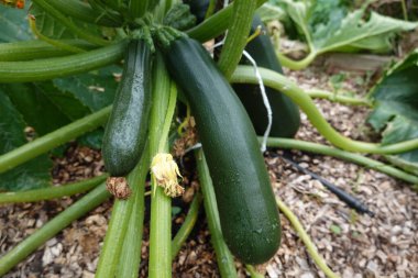 Bahçe bahçesinde kabak yetiştirmek, kabak, kabak çiçeği ve kabak meyvesi yetiştirmek.