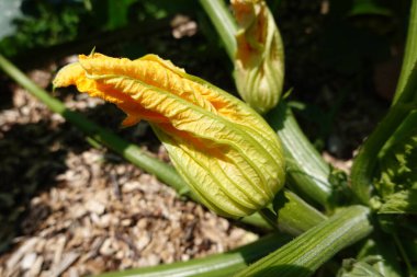 Bahçe bahçesinde kabak yetiştirmek, kabak, kabak çiçeği ve kabak meyvesi yetiştirmek.