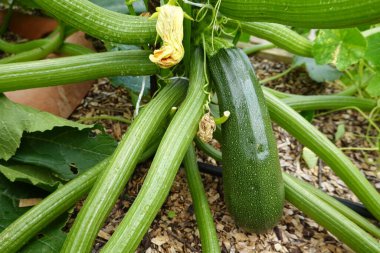 Bahçe bahçesinde kabak yetiştirmek, kabak, kabak çiçeği ve kabak meyvesi yetiştirmek.