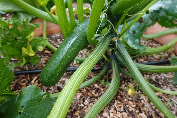 stock image growing zucchini in the backyard garden, how to plant zucchini, zucchini flower and zucchini fruit in raised wooden bed