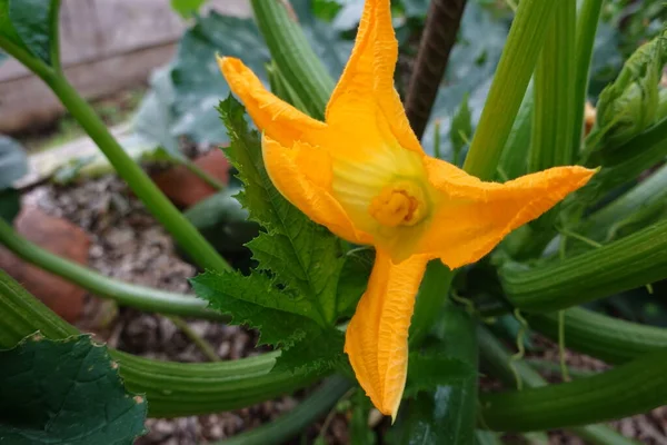 Coltivazione Zucchine Nel Giardino Sul Retro Come Piantare Zucchine Fiori — Foto Stock