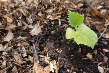 Ormanda yeşil yapraklar
