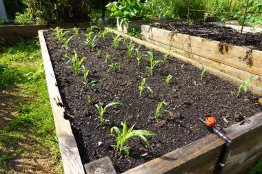 Arka bahçeye mısır ekin. Yükseltilmiş yataklarda mısır ekimi. evde büyüyen mısır