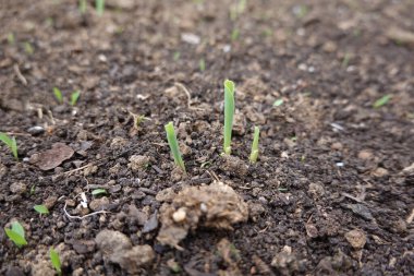 Arka bahçeye mısır ekin. Yükseltilmiş yataklarda mısır ekimi. evde büyüyen mısır