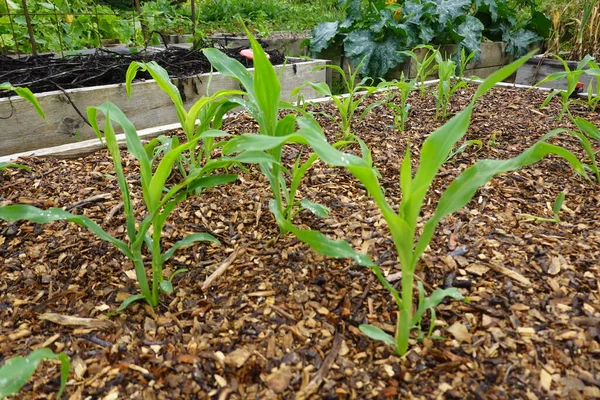 stock image green corn in the garden