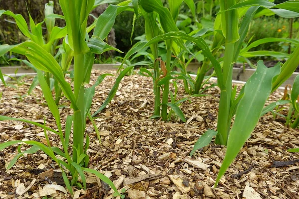 Зелена Кукурудза Полі Селі — стокове фото