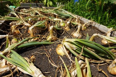 Bahçede taze soğanlar