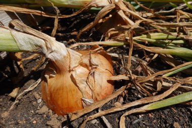 Bahçede soğan yetişiyor.