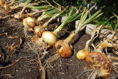 Bahçe yatağında taze biçilmiş organik soğan..