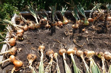 Sahada yeni toplanmış sarımsak.