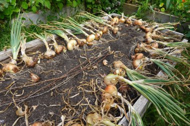 Yeni hasat edilmiş organik soğanlar ve kökler bir bahçedeki ahşap bir kutunun içinde.