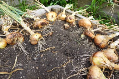 Bahçede taze soğanlar