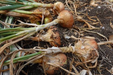 Hasat, soğan ve soğandan sonra bahçede soğan ve sarımsak