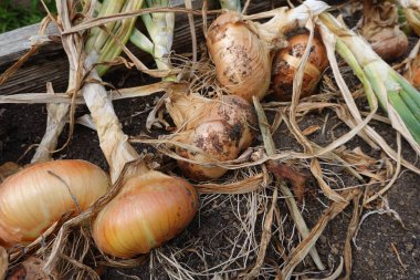 Bahçede soğanlar.