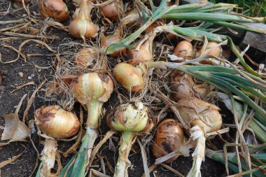 Soğanlar yerde yatıyor.