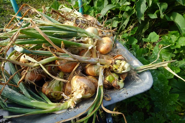 Freshly Picked Organic Onions Garden — Stock Photo, Image