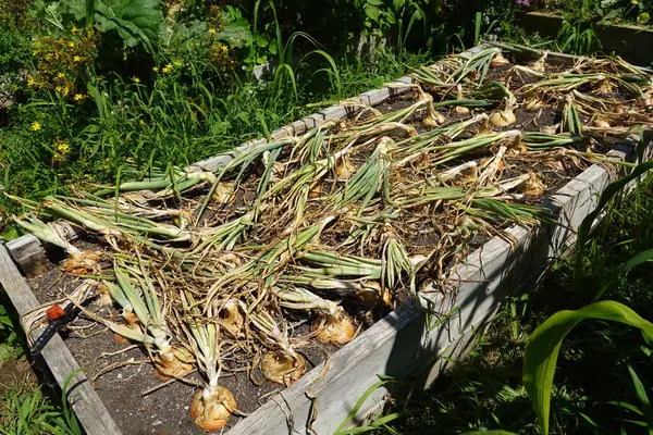 Freshly Harvested Onions Garden — Stock Photo, Image