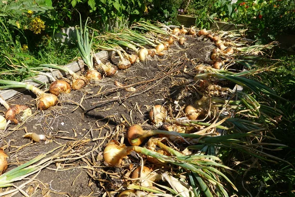 Onions Garden — Stock Photo, Image