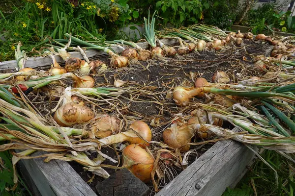 Cipolle Appena Raccolte Giardino — Foto Stock