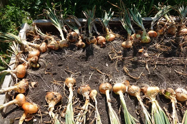 Freshly Harvested Garlic Field — Stock Photo, Image