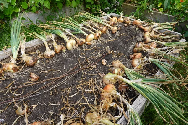 Freshly Harvested Organic Onions Roots Wooden Box Wooden Floor Garden — Stock Photo, Image
