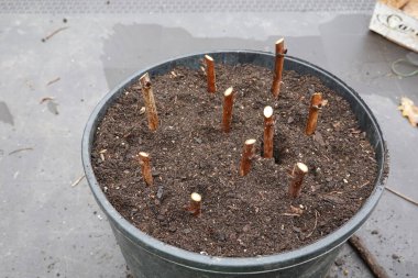 bahçesinde ağaç dikme