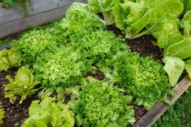 Bahçede taze yeşil marul