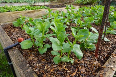 sebze bahçesinde yetişen yeşil bitki