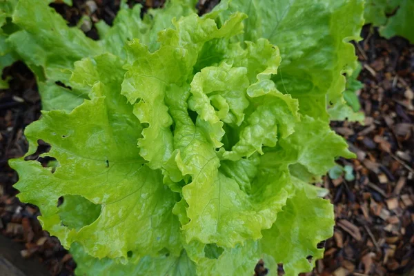 Green Cabbage Garden — Stock Photo, Image