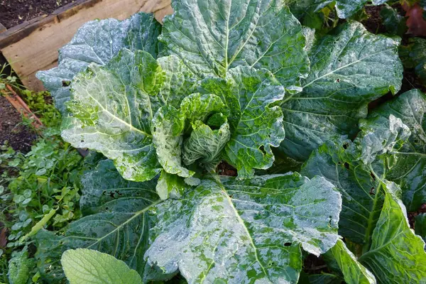 the green vegetable in the garden in the vegetable beds.