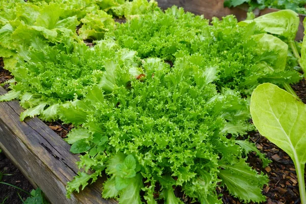 Grüner Salat Wächst Garten — Stockfoto