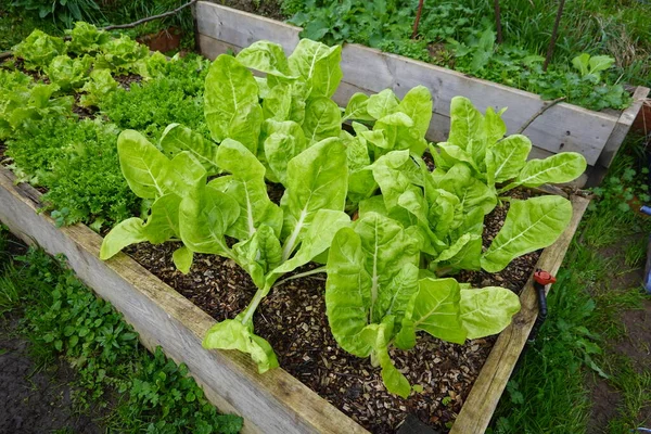 在花园里种植蔬菜 — 图库照片