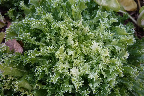 Frischer Salat Garten — Stockfoto
